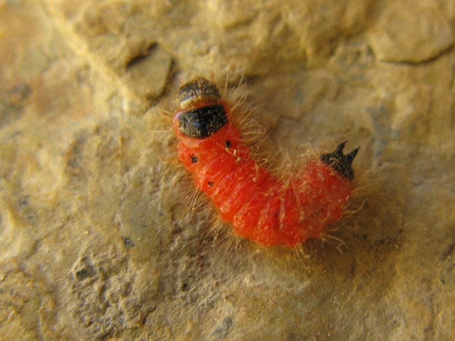 che bruco ? Larva di Cleridae